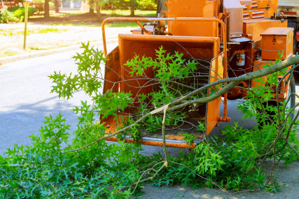 Tree Branch Trimming in Los Alamitos, CA